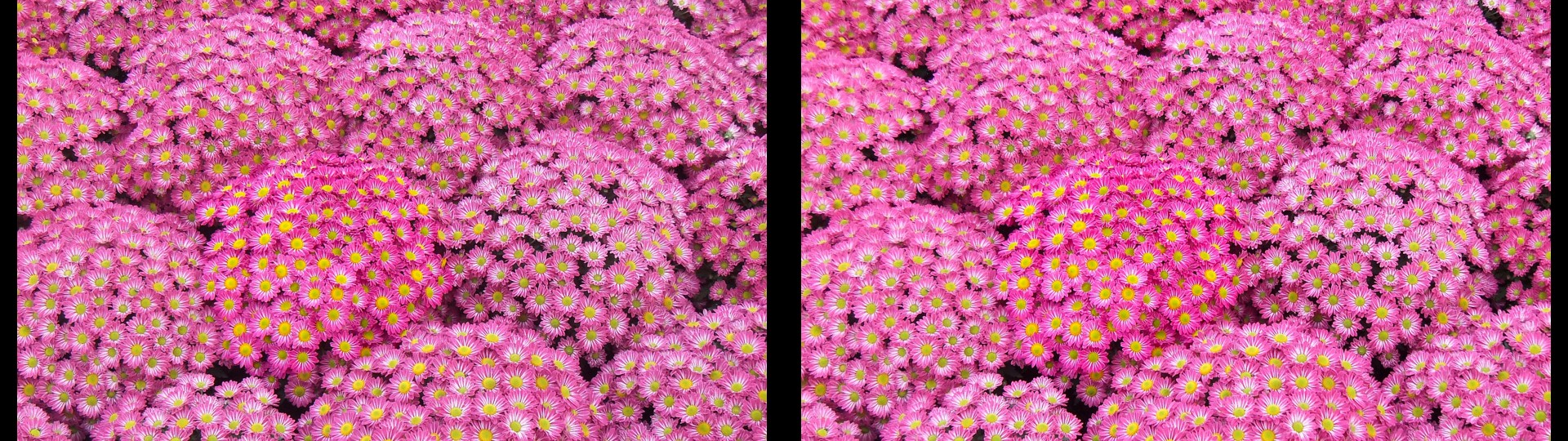 Pink Mums
